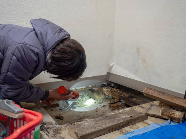 Best Asbestos and Lead Testing During Mold Inspection  in Bellevue, KY