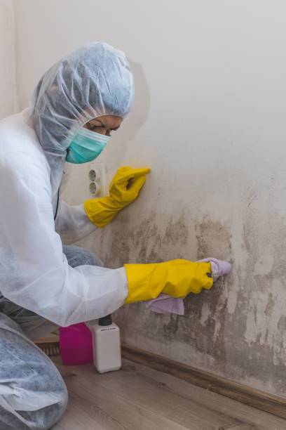Best Environmental Consulting for Mold Prevention  in Bellevue, KY