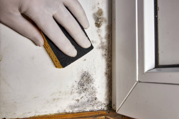 Professional Mold Removal in Bellevue, KY